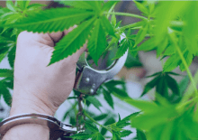 How Many Marijuana Arrests in North Dakota.png