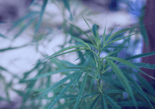 North Dakota Marijuana Tax Revenue 2025.png